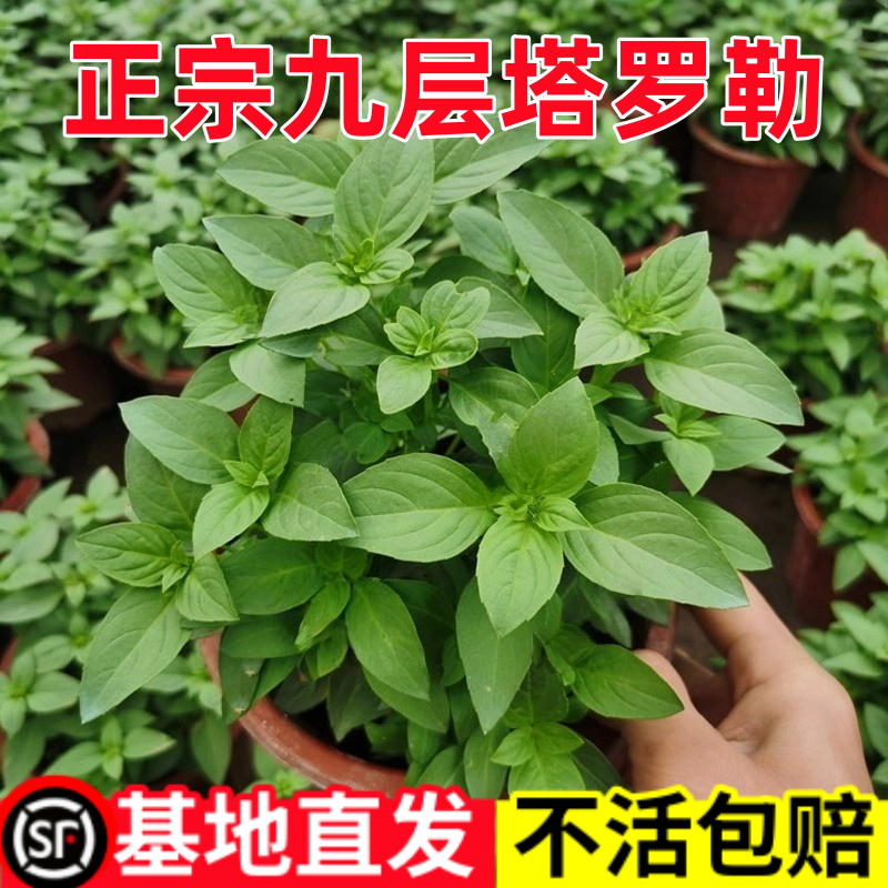 九层塔罗勒苗阳台盆栽金不换籽可食用可驱虫可观赏