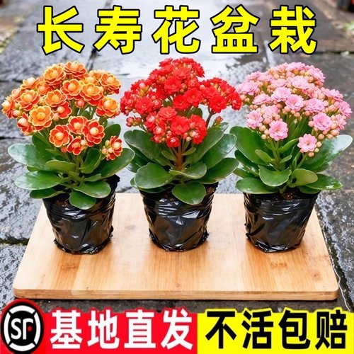 长寿花花苗当季开花卉植物室内桌面四季常青净化空气好养花卉绿植