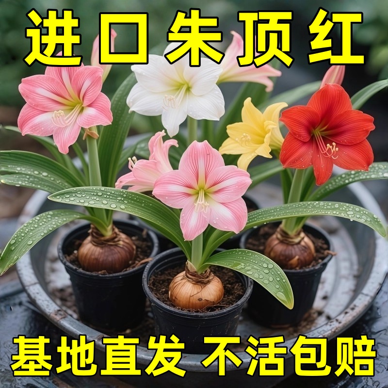 朱顶红球种花卉进口重瓣种球盆栽室内花植物大全四季花卉带花苞