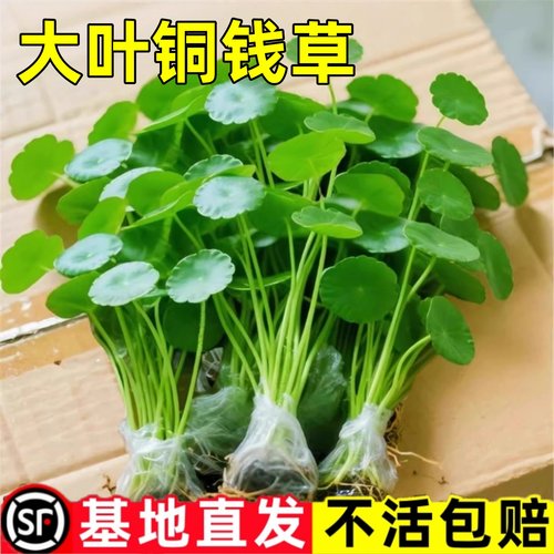 精品大叶铜钱草水培植物金钱草盆栽水养绿植办公室内好养客厅旺宅