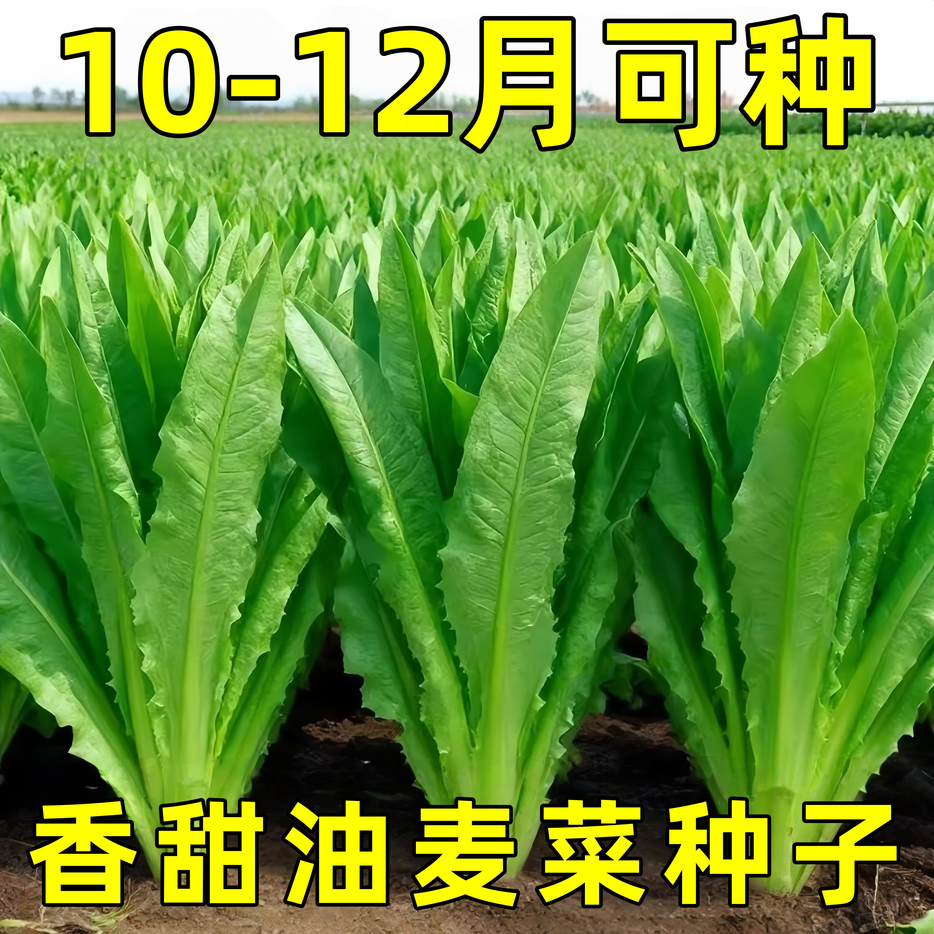 油麦菜种子四季香油麦菜生菜红油麦种籽阳台盆栽种菜四季蔬菜种子