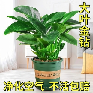 大叶金钻盆栽绿萝箩水培绿公主植物室内吸除好养当年好养花卉绿植