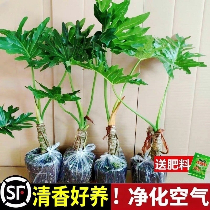 春羽龙鳞杆老桩小天使蔓绿绒春雨水培大型绿植好养室内耐阴盆栽