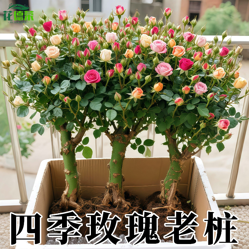 昆明直发玫瑰老根老桩当季开花月季花苗室内阳台盆栽大花浓香耐旱