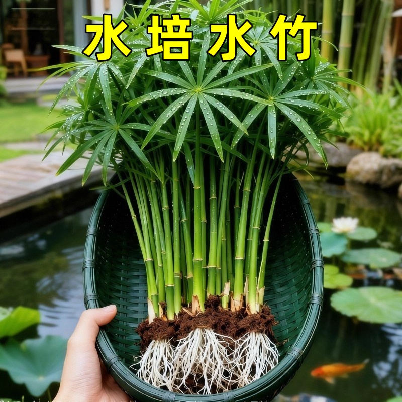 鱼缸专用水竹水培植物和鱼共养净化水质水草乌龟缸造景绿植旱伞草