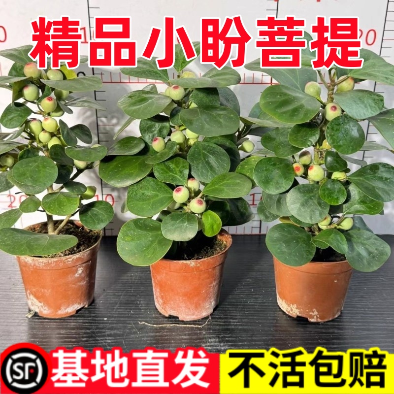 小盼菩提菩提树盆栽带果植物室内禅意盆景办公室桌面客厅招财绿植