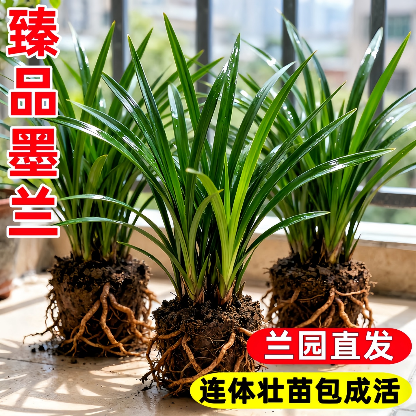 精品墨兰国兰名贵品种兰花墨兰企黑绿植盆栽室内花卉兰草兰苗美观