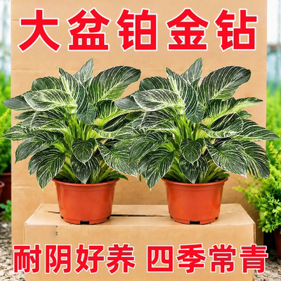 大盆铂金钻盆栽室内好养蔓绿绒植株四季常绿锦化观叶绿萝绿公主