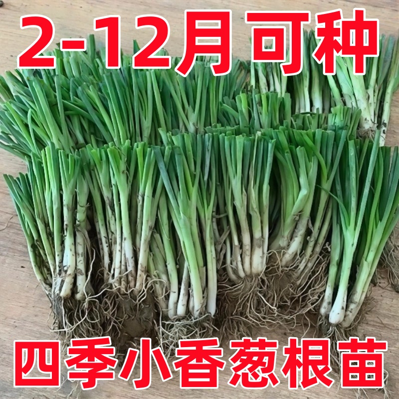 四季小香葱根苗小葱新鲜秧苗分葱苗切叶带根发货阳台盆栽农田种植