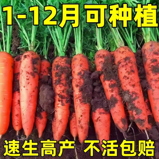 九寸参胡萝卜种子脆甜水果萝红萝卜种子高产卜家庭蔬菜种籽大全