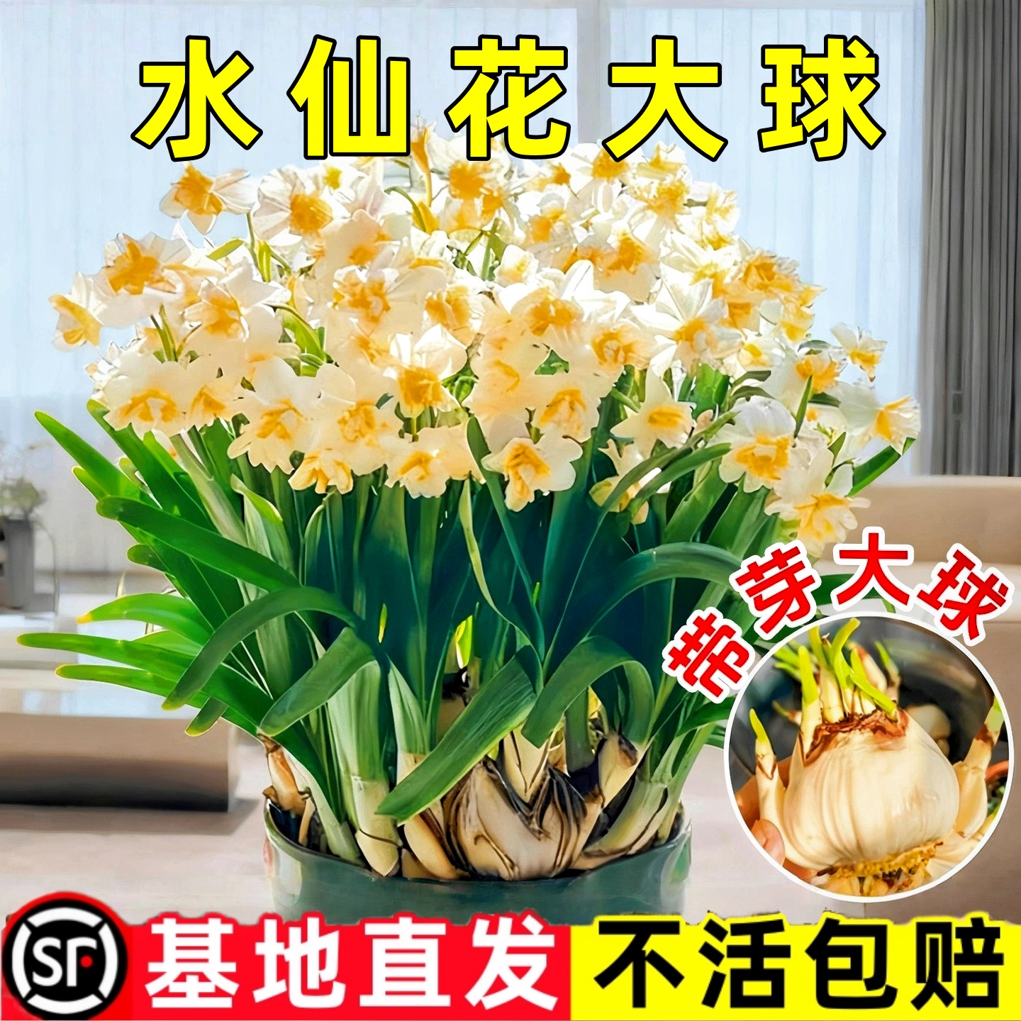 水仙花种球特大漳州重瓣水仙花水培盆栽春节开郁金香室内植物花卉