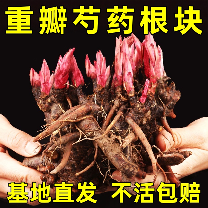 重瓣芍药花苗带芽根块耐热易活阳台庭院地栽牡丹花苗盆栽花卉植物