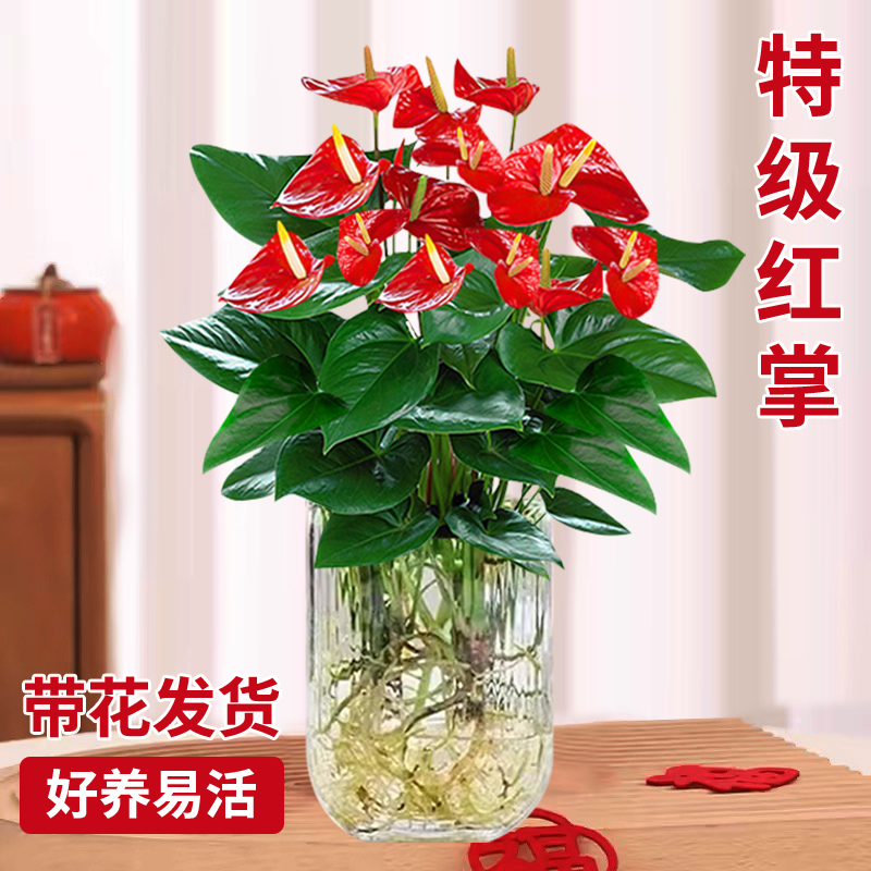 红掌盆栽鸿运当头绿萝箩花卉植物室内花水培多肉绿植发财树好养