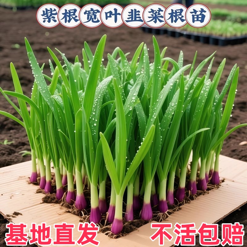 现挖新鲜大宽叶韭菜独根红宽叶韭菜四季绿色阳台庭院紫根红根韭菜