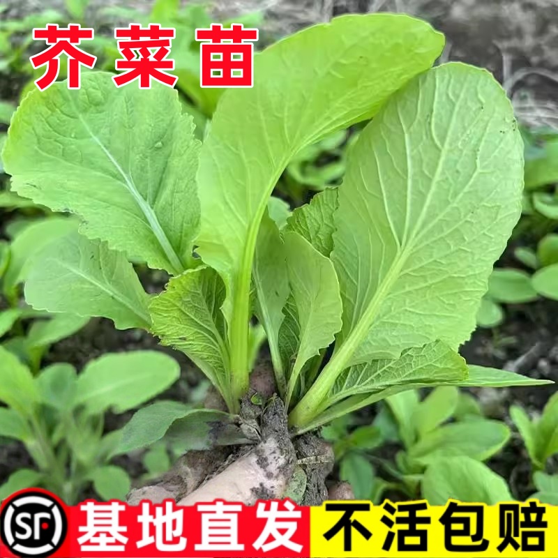 水东包心芥菜苗带土秧苗本地种籽四季青包菜种子大全老品种介菜苗
