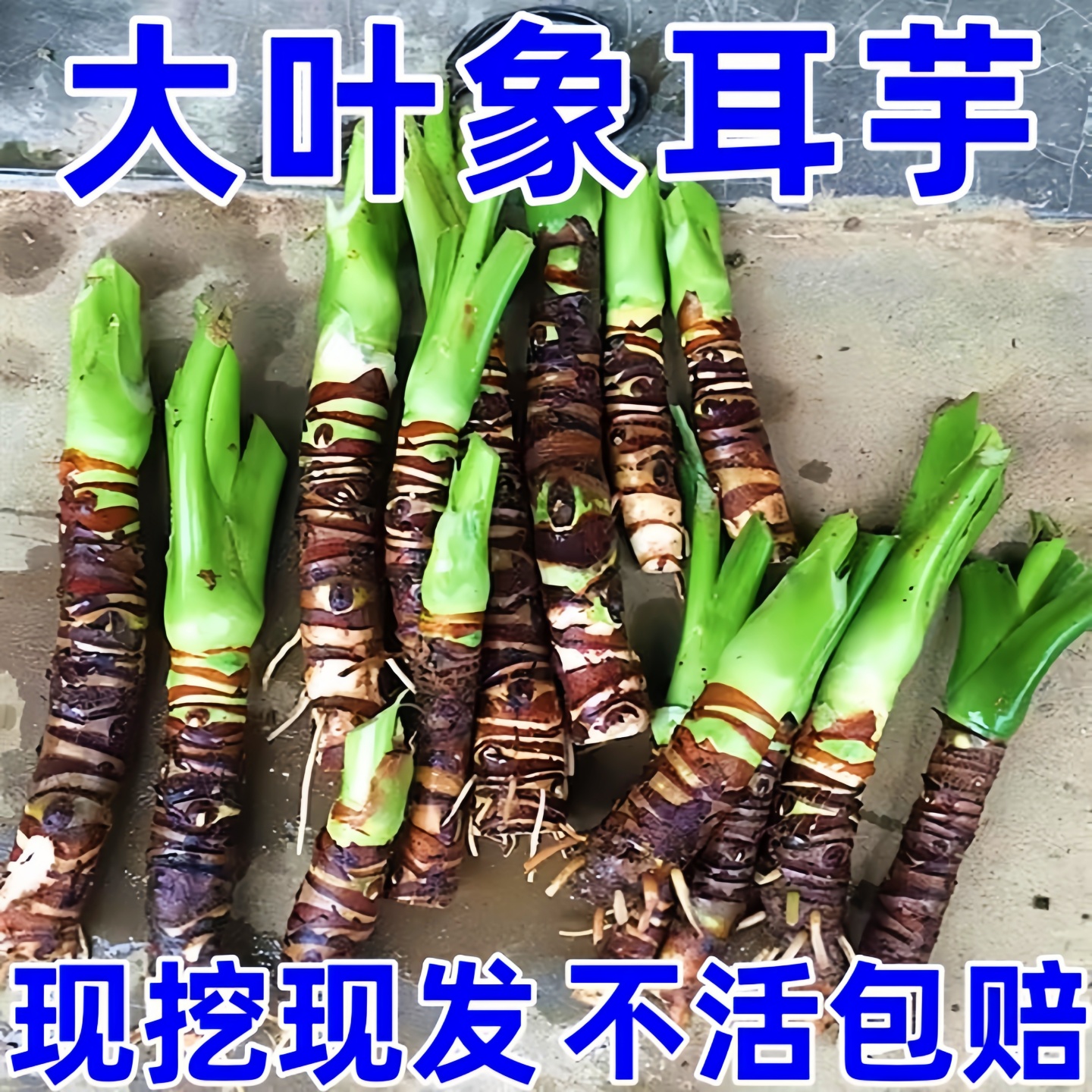 象耳芋大野芋大型绿植客厅阳台大叶盆栽庭院超大叶植物现挖现发