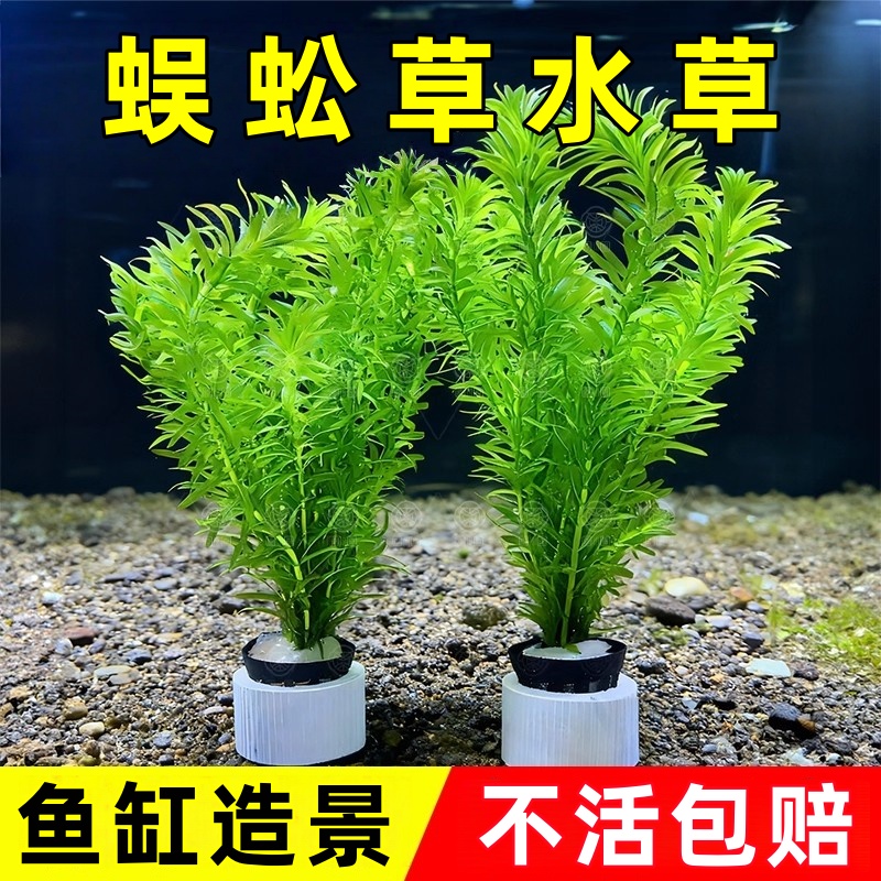 蜈蚣草水草绿菊真植物鱼缸造景阴性养鱼懒人新手后景净化水质水草