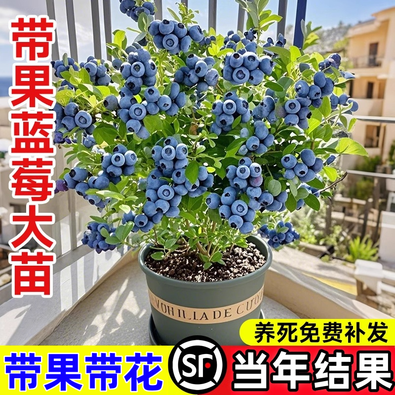 蓝莓果苗盆栽当年南北方种植兔眼