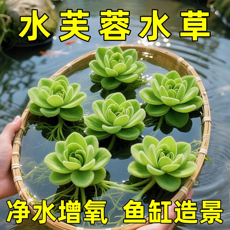 水芙蓉水葫芦圆心萍养鱼缸造景净化水质水生植物池塘养殖浮萍水草