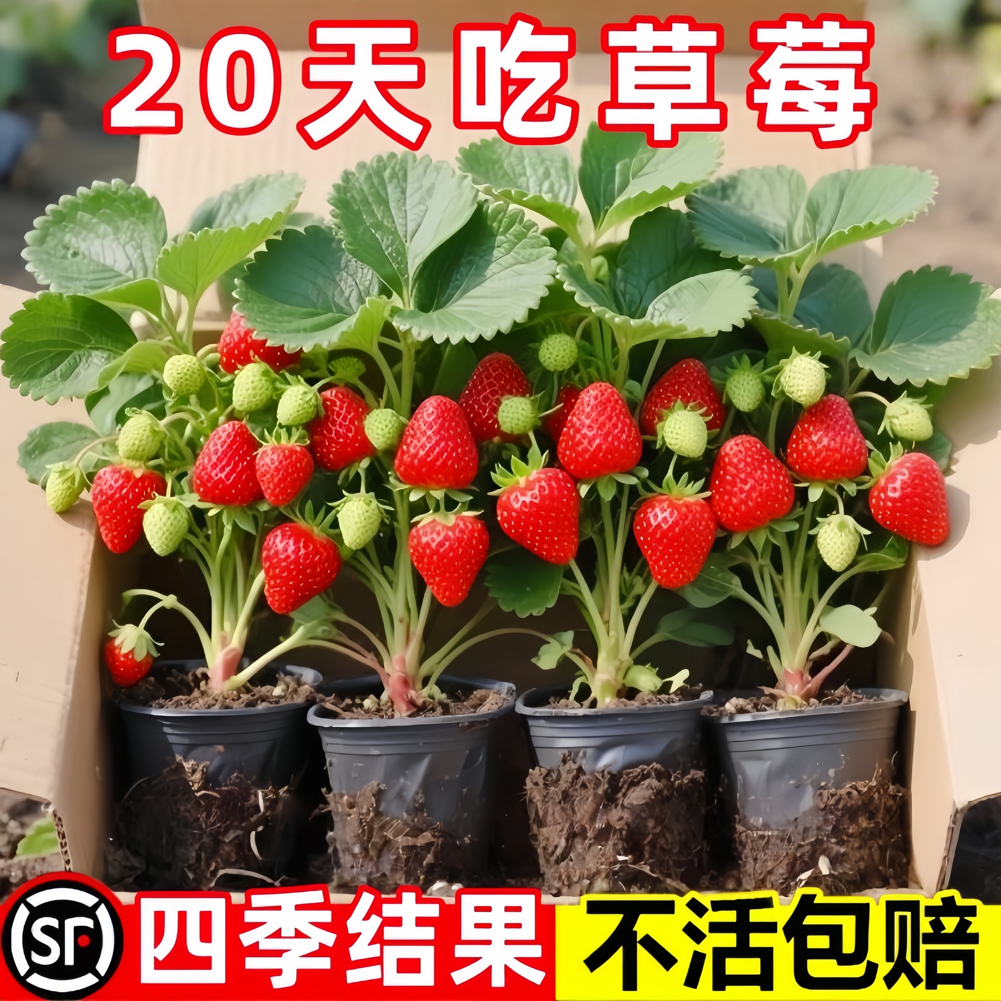四季草莓苗奶油红颜草莓秧大棚种植草莓盆栽当年结果新苗带土果苗