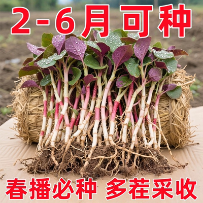 正宗鱼腥草种子折耳根种子种苗高产好吃易种阳台盆栽云贵川四季播