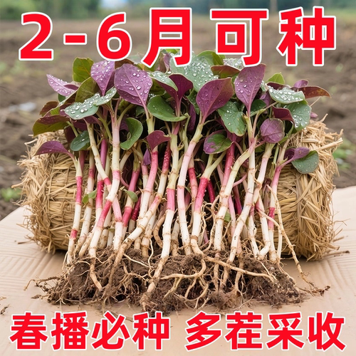 正宗鱼腥草种子折耳根种子种苗高产好吃易种阳台盆栽云贵川四季播
