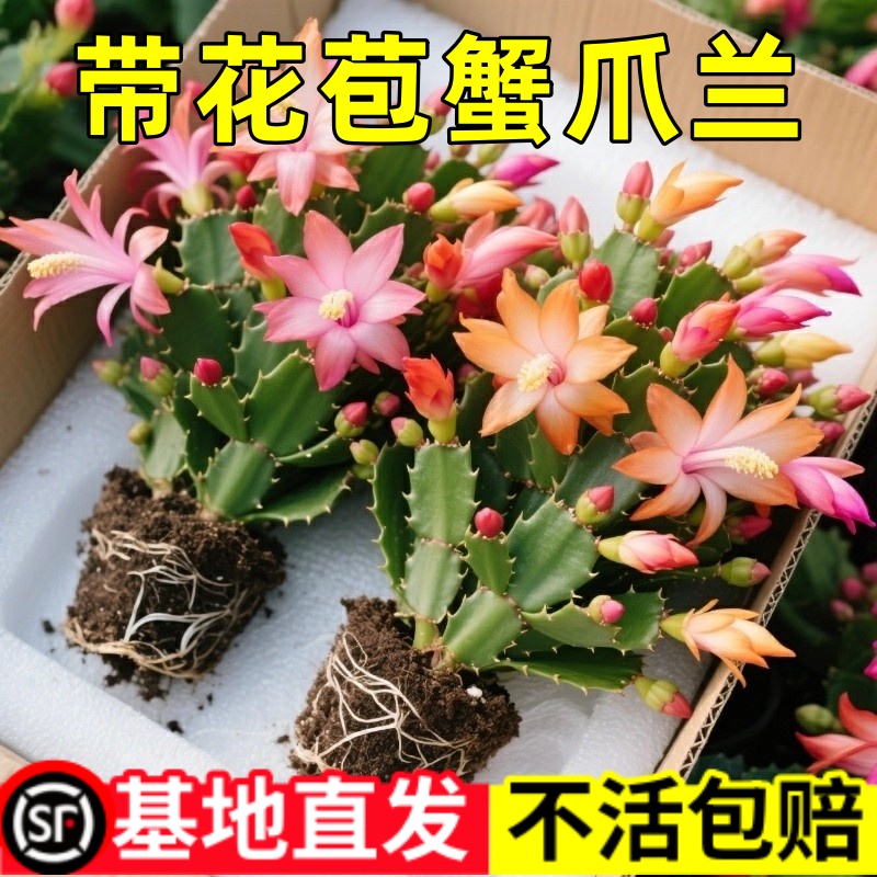 重瓣蟹爪兰花苗盆栽新品净化空气多色花卉室内阳台植物四季好养活