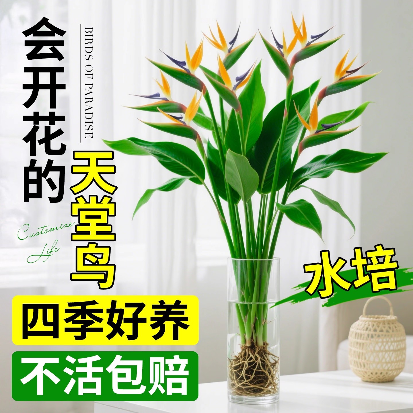 天堂鸟盆栽客厅室内好养大型花卉绿植办公室轻奢绿色植物鹤望兰红