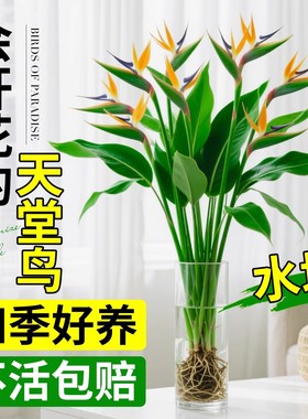 天堂鸟盆栽客厅室内好养大型花卉绿植办公室轻奢绿色植物鹤望兰红
