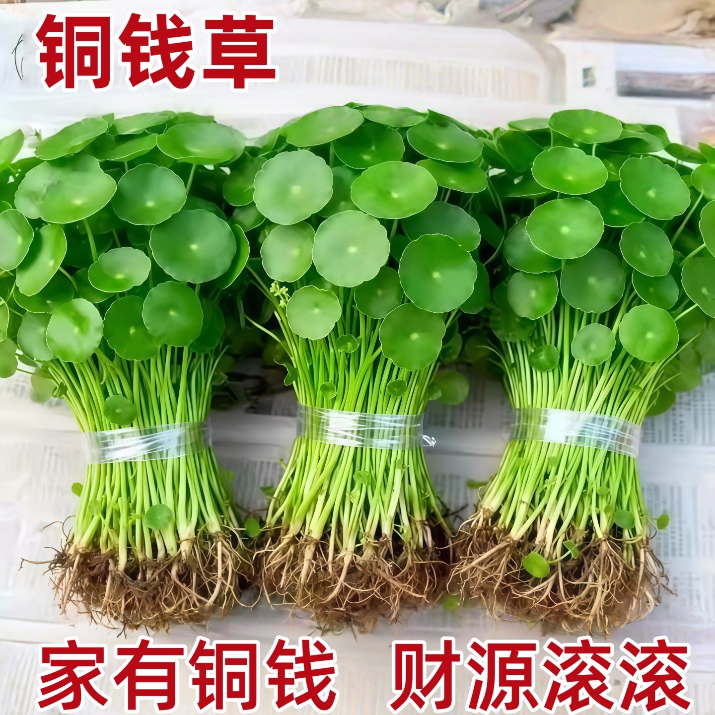 铜钱草水培绿植盆栽室内办公室桌面植物懒人好养金钱草水养草常青,鲜花速递/花卉仿真/绿植园艺,水生植物,淘宝优惠券,粉丝福利购,淘宝优惠卷