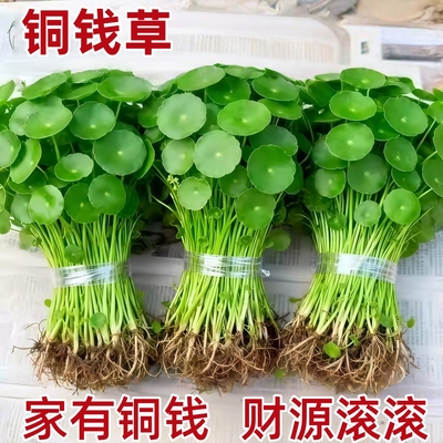 精品大叶铜钱草水培植物金钱草水养盆栽办公室内好养桌面绿植好养