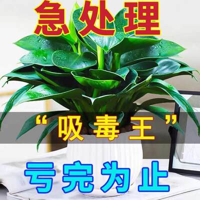 特惠买一送一大叶金钻绿公主盆栽室内绿植水培花卉绿萝除甲醛绿