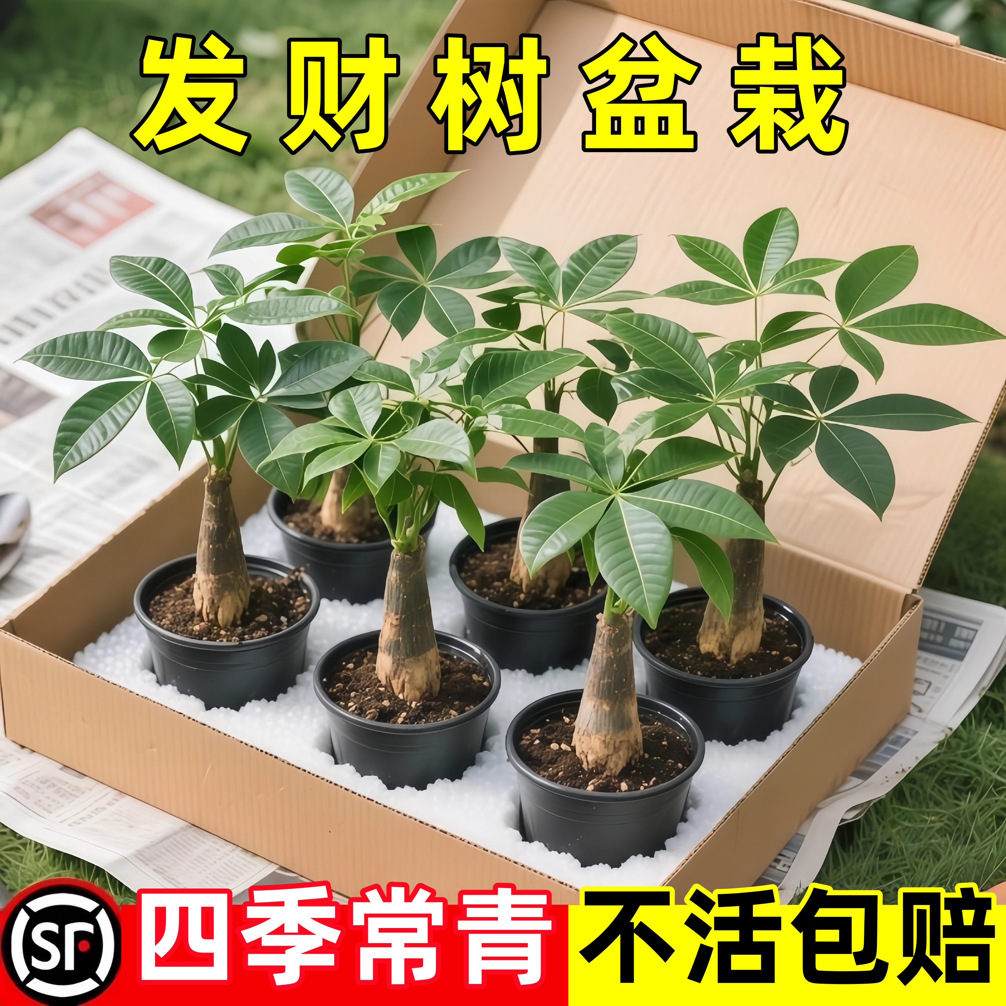 发财树树桩树苗室内办公室客厅好养花卉室内外常青招财树盆景绿植