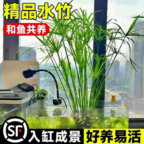 鱼缸专用水竹水培植物和鱼共养净化水质水草乌龟缸造景绿植旱伞草