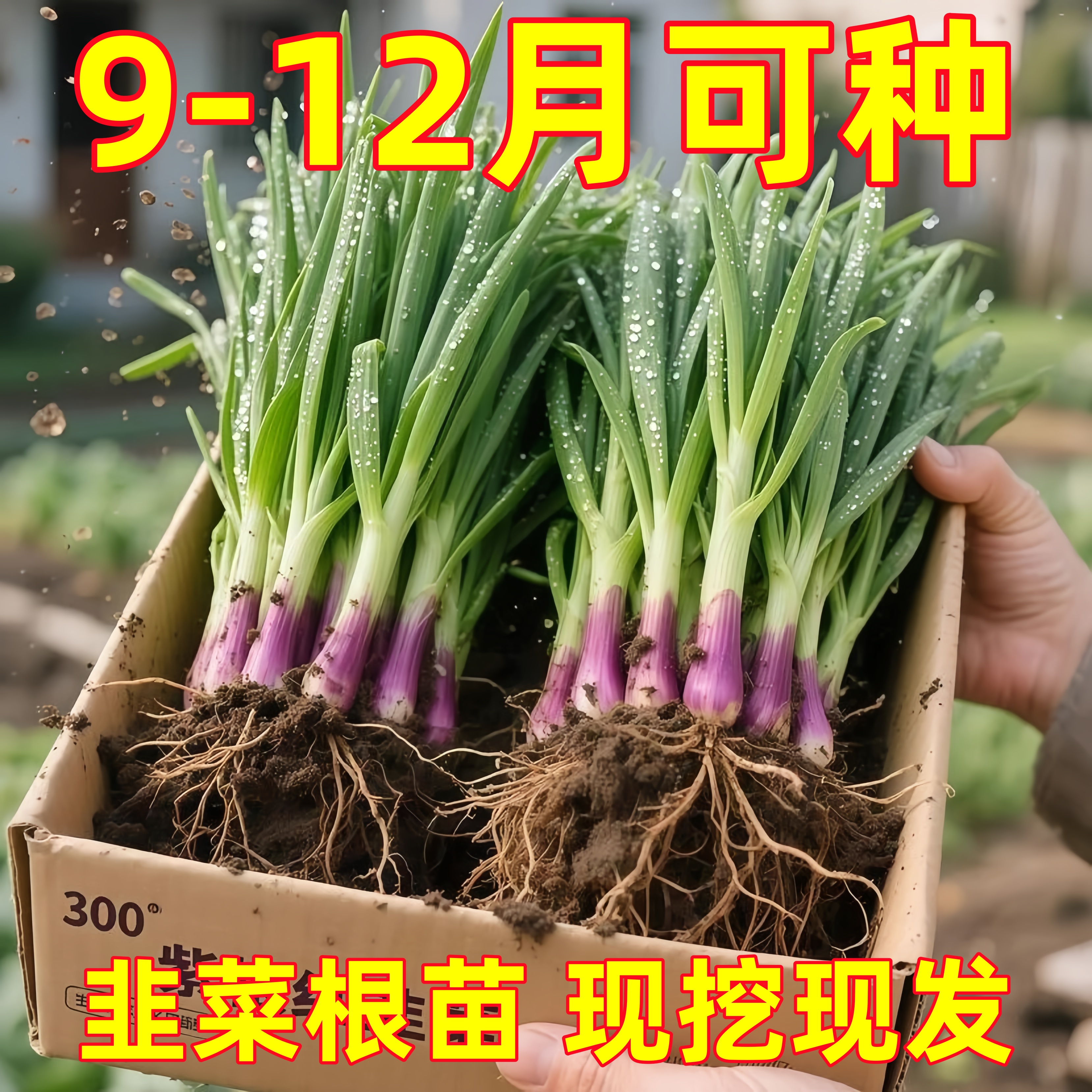 四季韭菜根小叶宽叶香韭菜苗现挖现发庭院阳台绿色盆栽夏季耐热