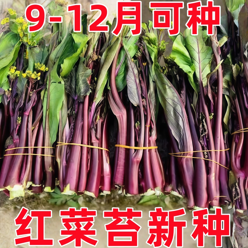 红菜苔蔬菜种子菜心十月红紫菜苔红菜苔家庭种植 阳台庭院易种植