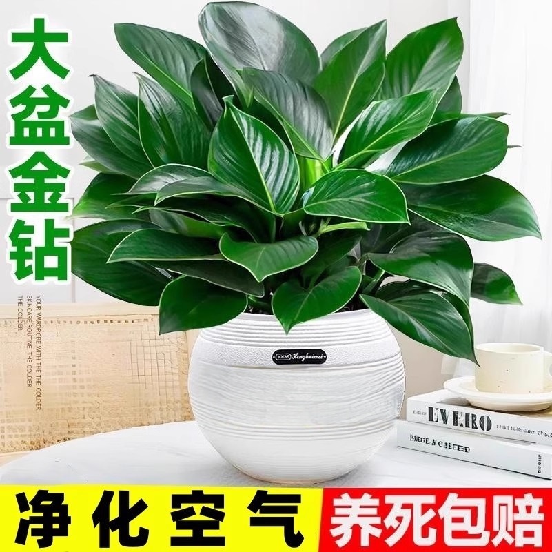 金钻盆栽绿公主水培办公室内桌面绿植蔓绿绒多肉大叶植物去除好养