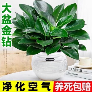大叶金钻绿公主绿植室内盆栽植物绿萝水培好养活四季花卉新房客厅