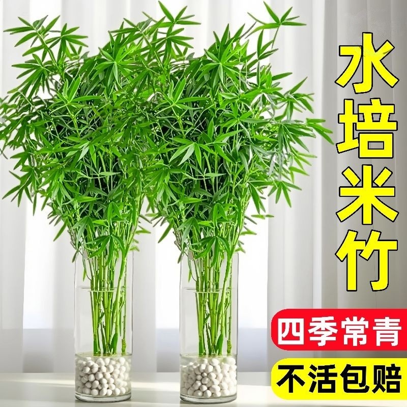 水培米竹室内盆栽植物水好养观音竹富贵竹南天竹客厅竹子花卉绿植