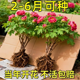 牡丹花苗盆栽大苗洛阳正宗带花苞牡丹花种耐寒重瓣花卉牡丹花树苗