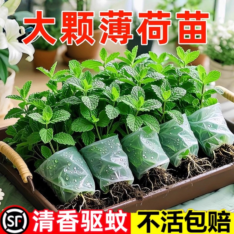 薄荷秧苗可食用室内植物盆栽水培柠檬薄荷叶迷迭香驱蚊草绿植好养