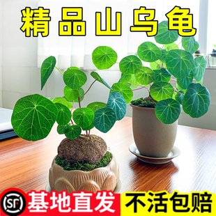 山乌龟金不换爬藤植物种球红藤圆叶盆栽室内阳台桌面观叶绿植四季