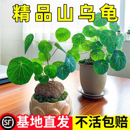 山乌龟金不换爬藤植物种球红藤圆叶盆栽室内阳台桌面观叶绿植四季