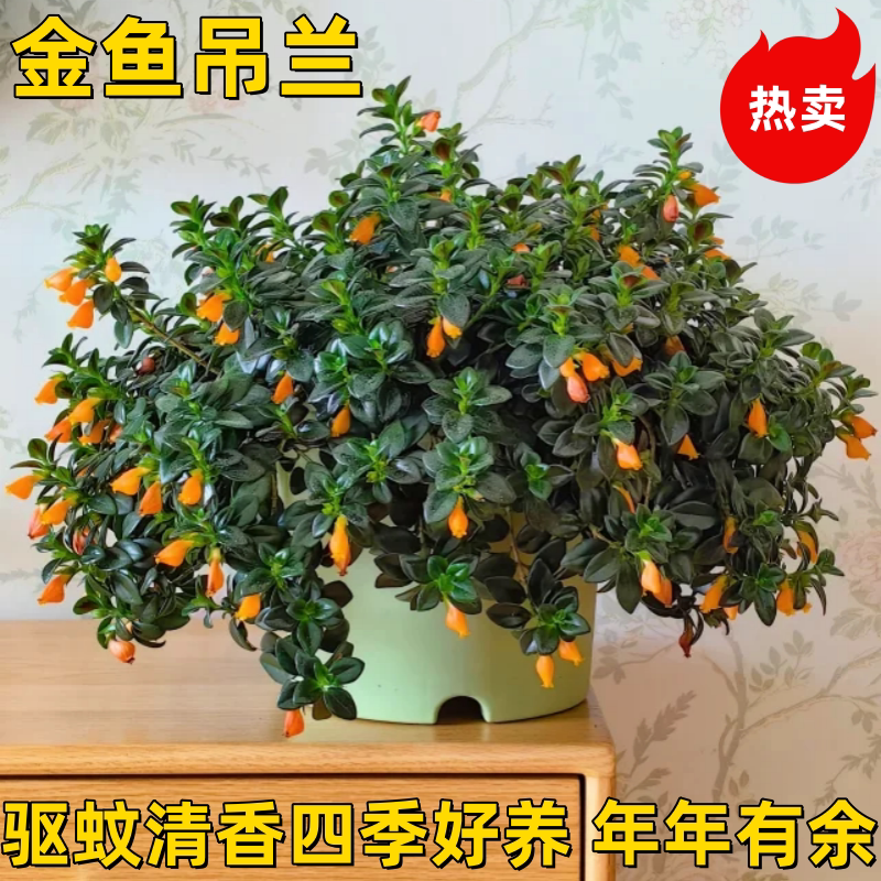 金鱼花吊兰盆栽花卉植物室内四季开花阳台办公室垂吊好养绿植客厅