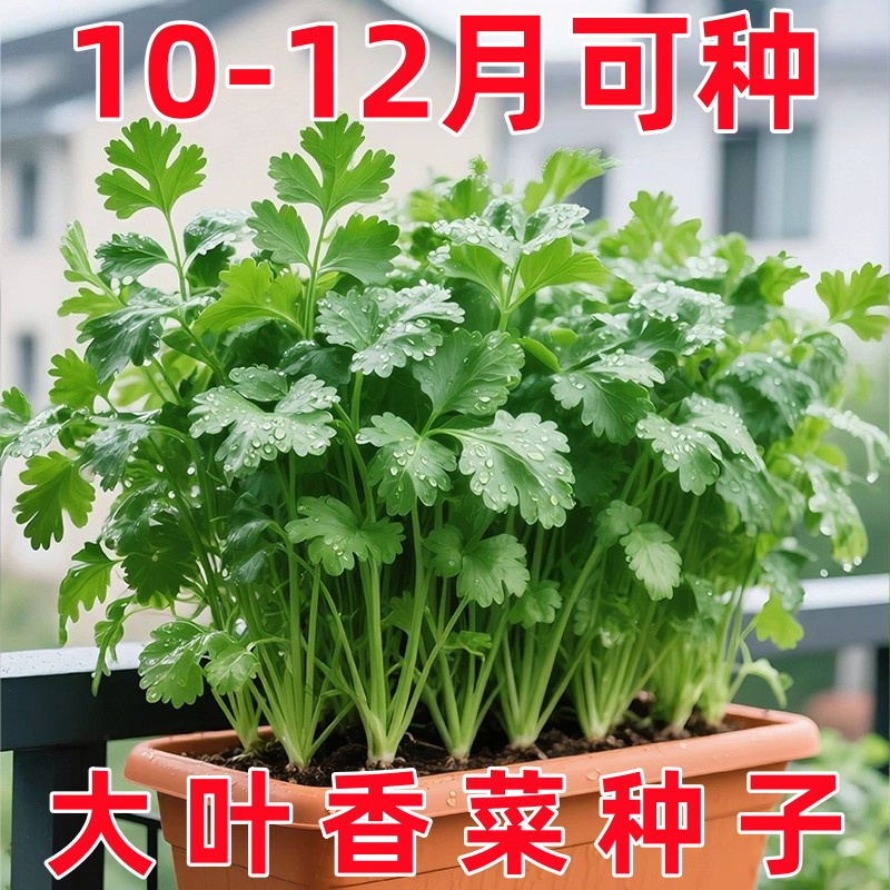 【免破壳】香菜种子四季易种耐热耐抽苔阳台蔬菜种子农家四季香菜