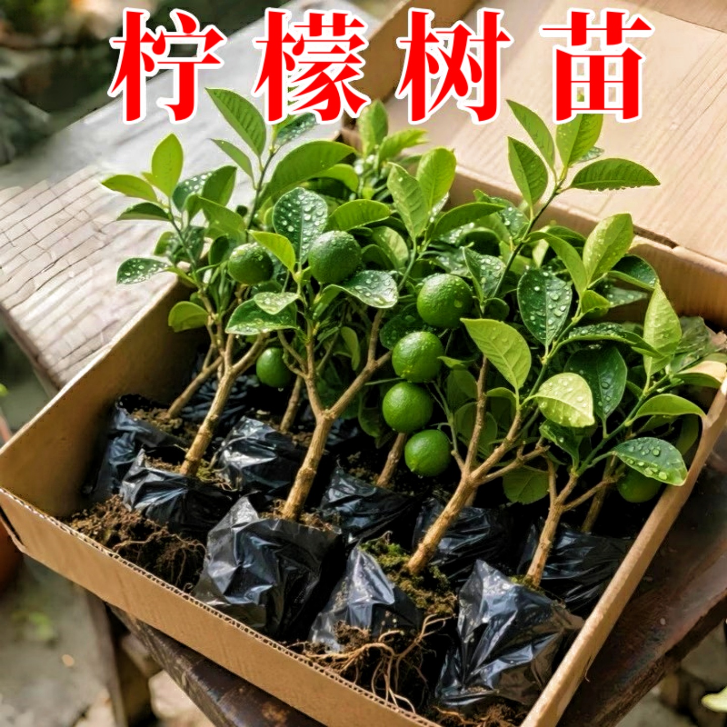 可食用正宗广东四季香水柠檬树苗矮化柠檬树青柠檬树苗阳台庭院种