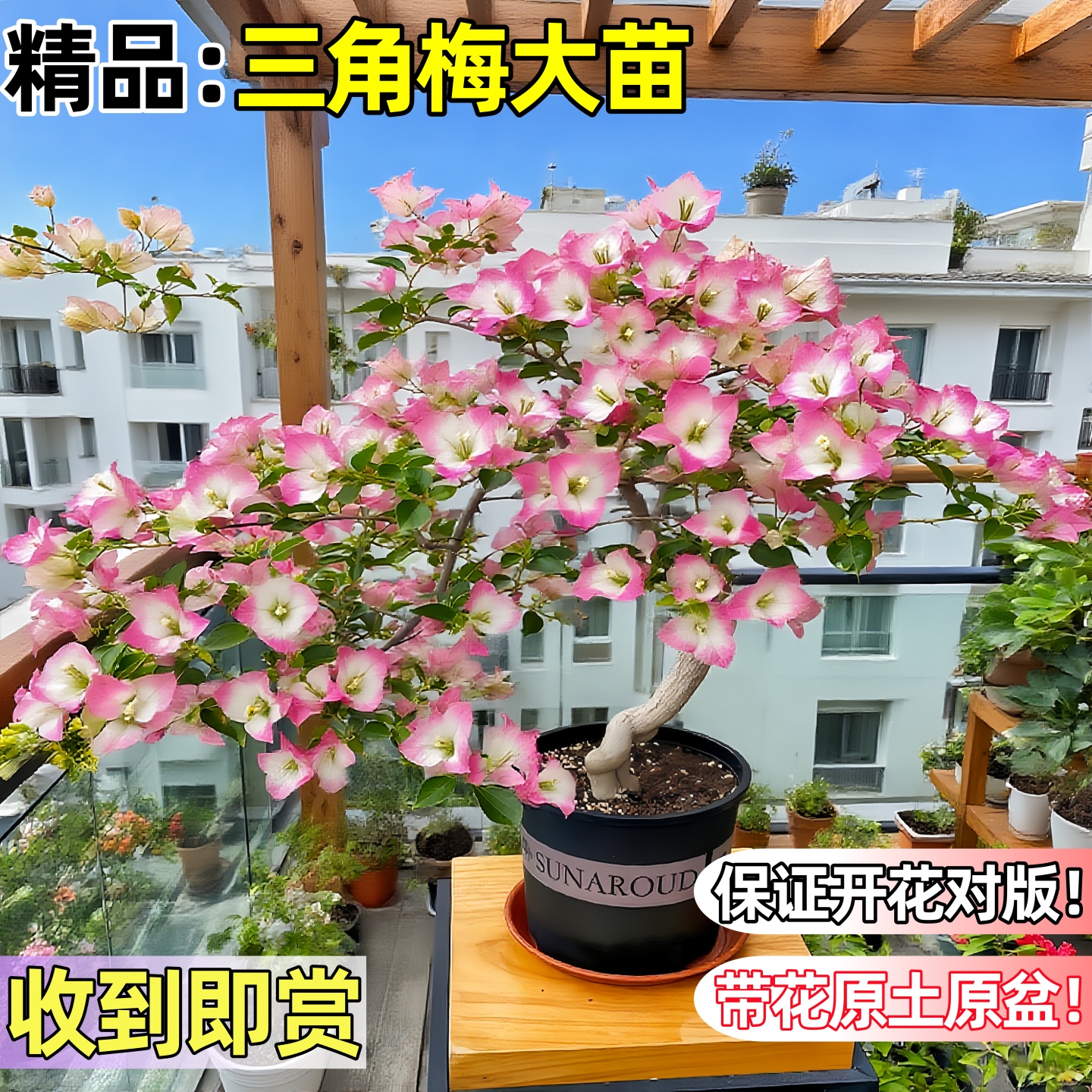 绿缨三角梅盆栽带花树苗四季花卉