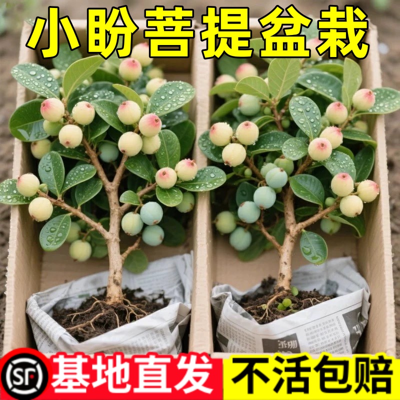 小盼菩提树盆栽带果绿植室内禅意盆景办公室花卉植物桌面好养摆件