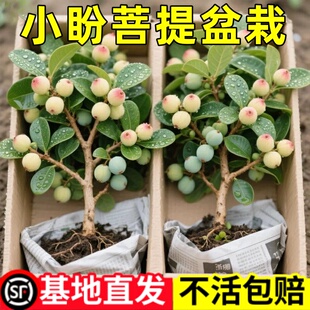 小盼菩提室内绿植花卉菩提树中式禅意桌面摆件饰物好养绿植盆景