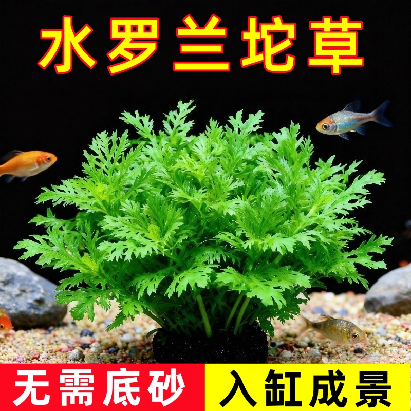 水罗兰坨草大坨水草植物鱼缸造景阴性增氧净水中后景新手淡水培草